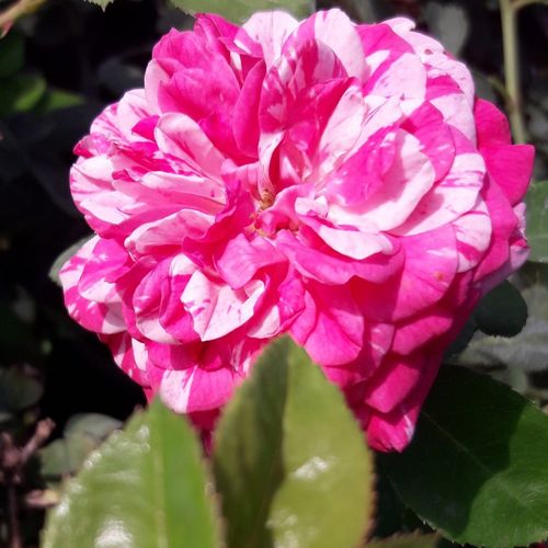 Rózsaszín, fehér csíkos - Csokros virágú - magastörzsű rózsafa- bokros koronaforma